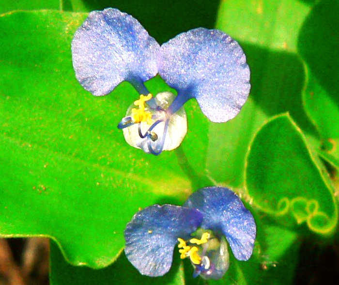 閉鎖花を付け勢力を拡大するマルバツユクサもある ツユクサのお花畑 こころんグリーンのお花畑 閉鎖花を付け勢力を拡大するマルバツユクサもある ツユクサのお花畑 こころんグリーンのお花畑