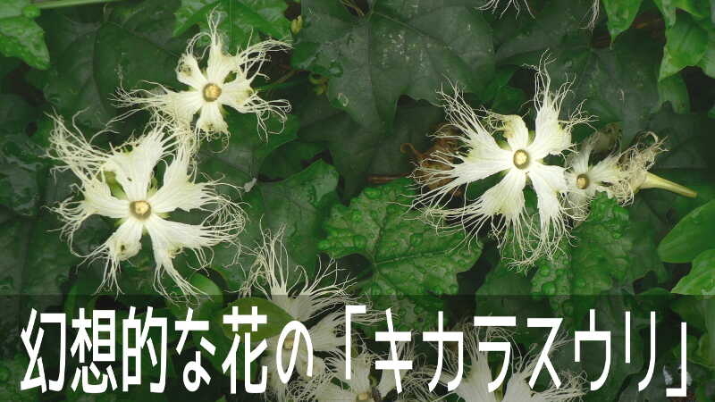 夜に白い糸をなびかせた幻想的な花を咲かせる、キカラスウリのお花畑