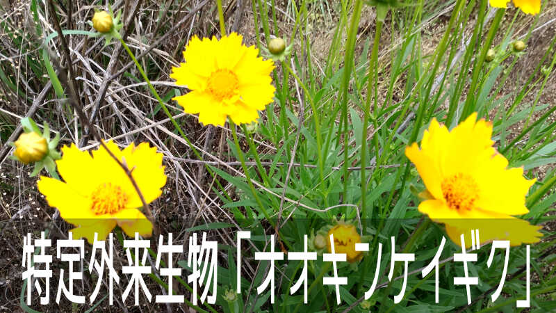 キバナコスモス似の綺麗な花 特定外来生物オオキンケイギクのお花畑 こころんグリーンのお花畑