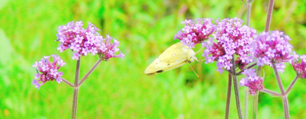 要注意 侵入生物データベースに記載される ヤナギハナガサのお花畑 こころんグリーンのお花畑