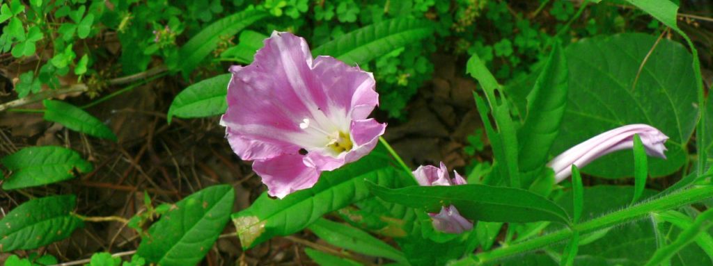 人気の夏の花だけど迷ってしまう 朝顔 昼顔 夕顔 夜顔の見分け方 こころんグリーンのお花畑