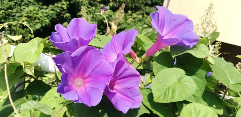 人気の夏の花だけど迷ってしまう 朝顔 昼顔 夕顔 夜顔の見分け方 こころんグリーンのお花畑