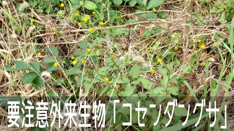 在来種をやっつけてしまう、要注意外来生物 コセンダングサのお花畑