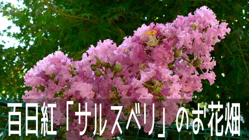 漢字で百日紅と書く、長い間花が咲き続ける「サルスベリ」のお花畑