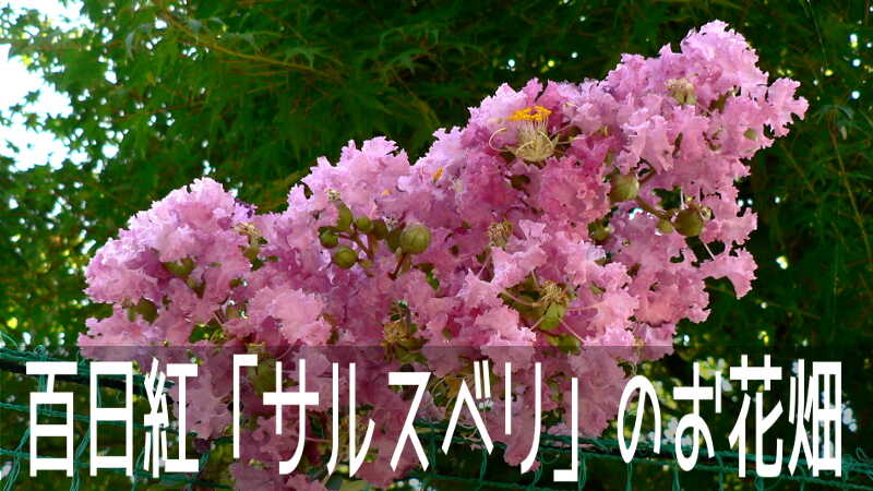 漢字で百日紅と書く 長い間花が咲き続ける サルスベリ のお花畑 こころんグリーンのお花畑