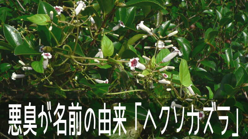 放つ悪臭の”メルカプタン”が名前の由来「ヘクソカズラ」のお花畑