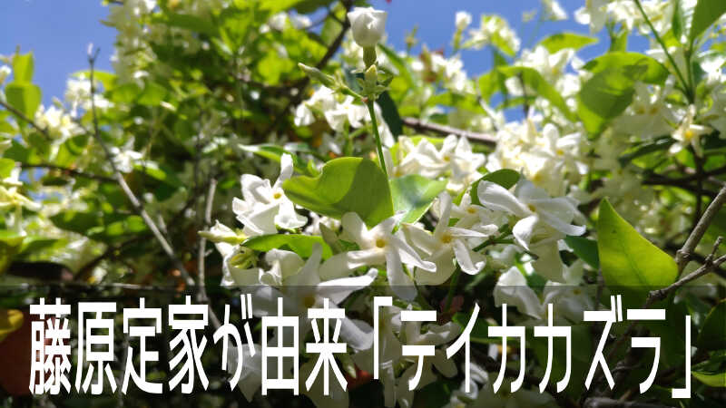 鎌倉時代初期の歌人、藤原定家が名前の由来「テイカカズラ」のお花畑