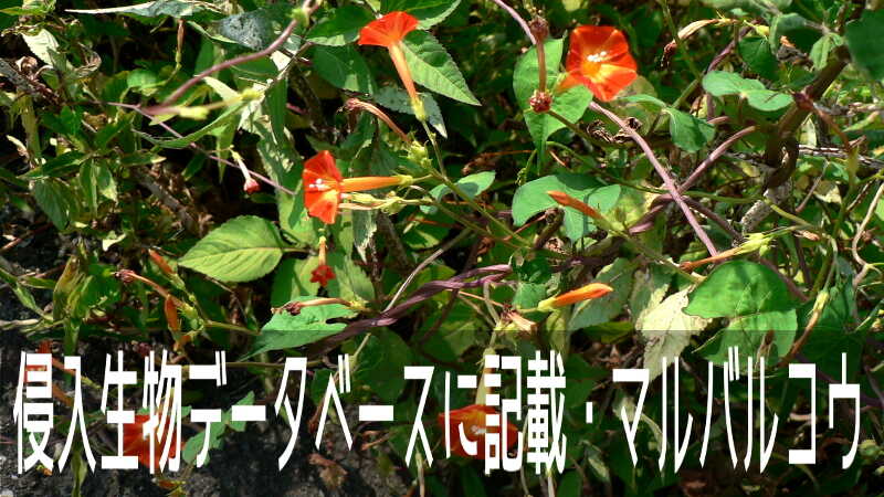 国立環境研究所の侵入生物データベースに記載！マルバルコウのお花畑