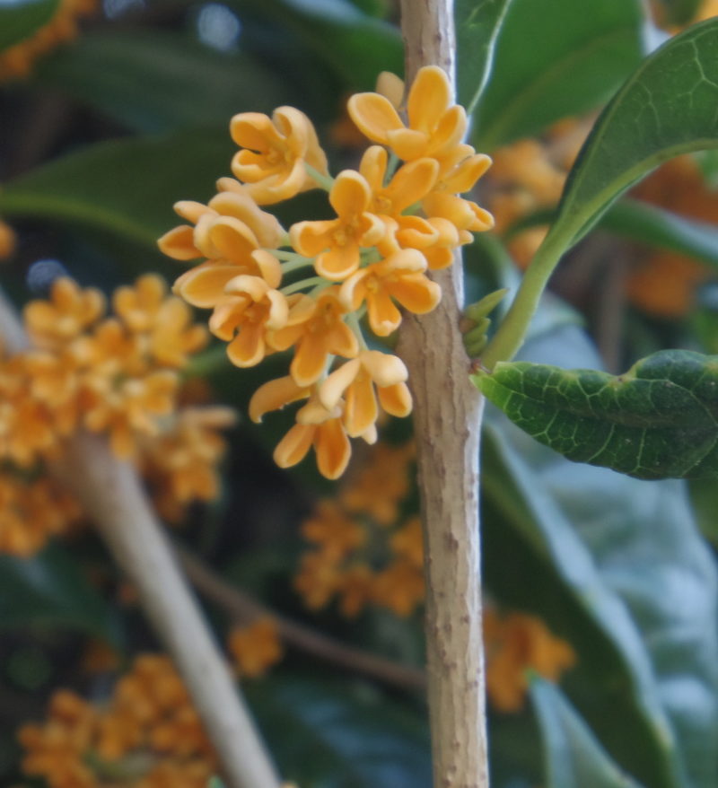 キンモクセイの他にギンモクセイもあるみたい その違いを調べてみた こころんグリーンのお花畑