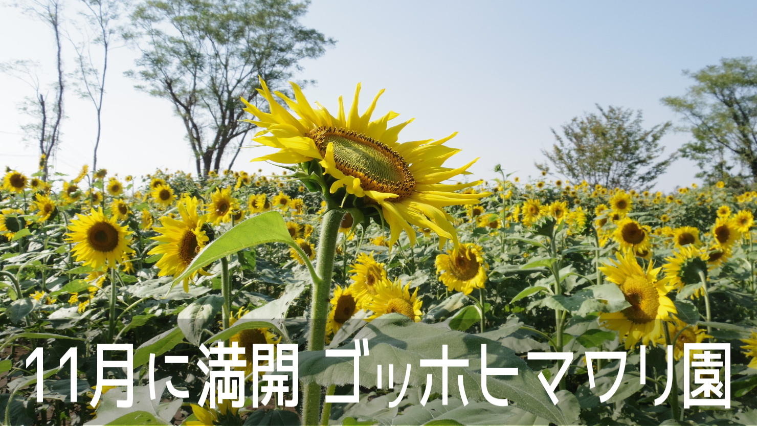 季節外れにヒマワリの花が楽しめる、熊本県嘉島町のゴッホヒマワリ園