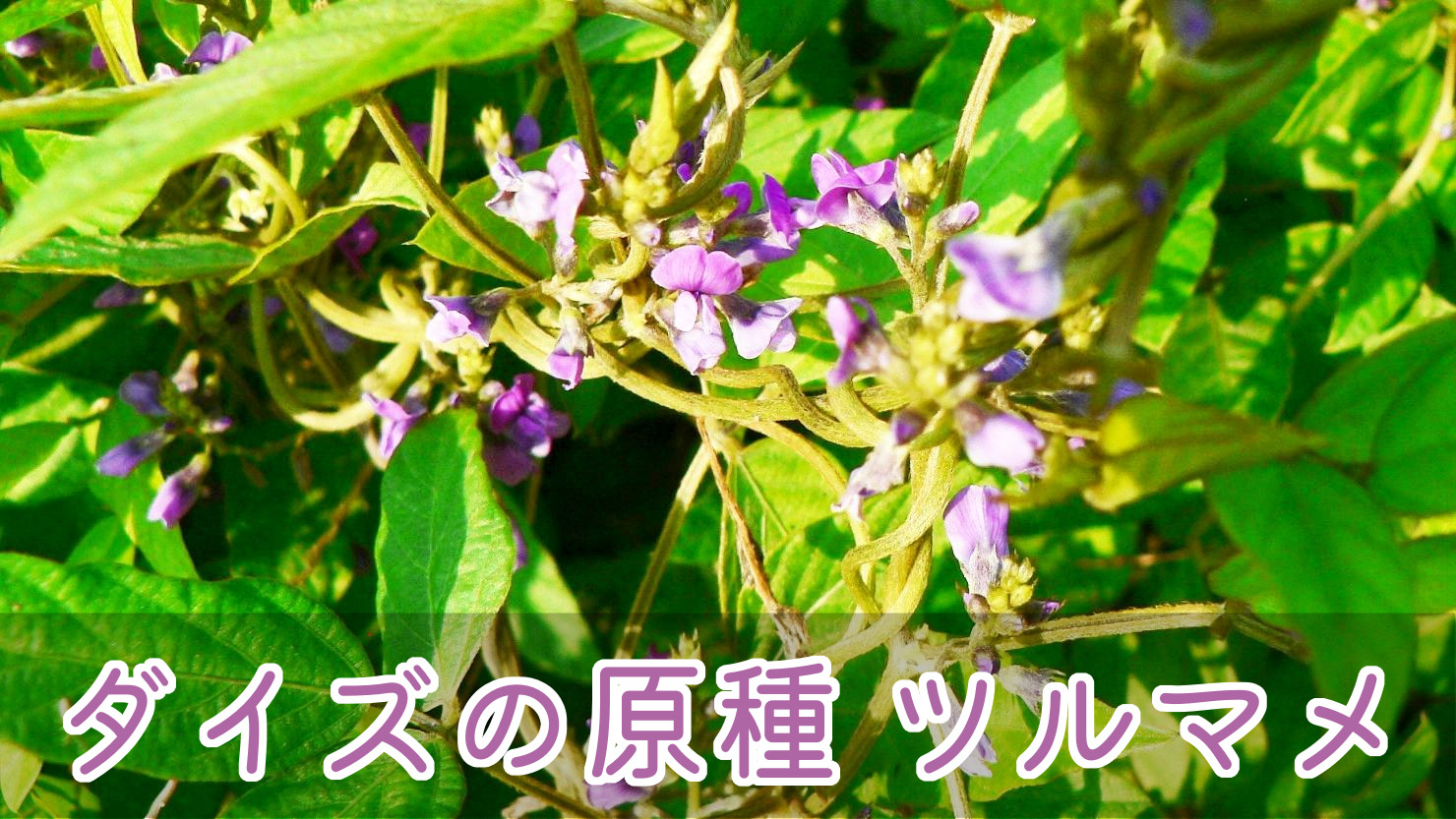 紅紫色の小さな可愛らしい花が群がって咲く、ダイズの原種 ツルマメ
