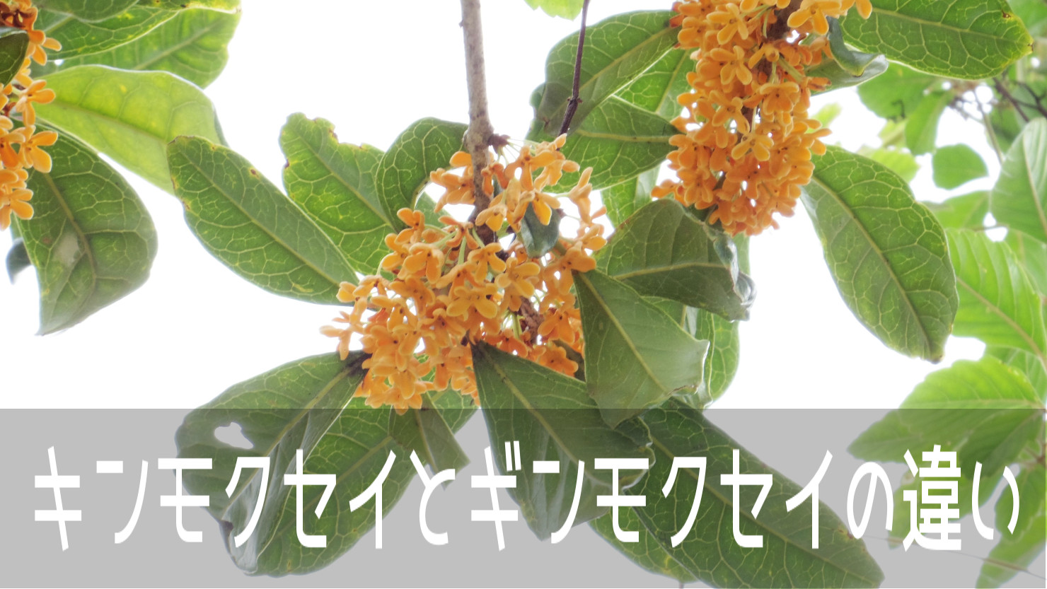 キンモクセイの他にギンモクセイもあるみたい その違いを調べてみた こころんグリーンのお花畑