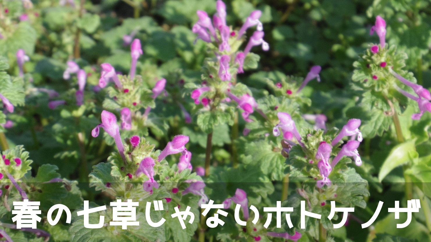 春の七草のホトケノザは、普段見てる花と違うコオニタビラコだった！
