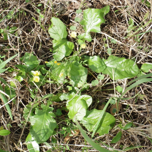 春の七草のホトケノザは 普段見てる花と違うコオニタビラコだった こころんグリーンのお花畑