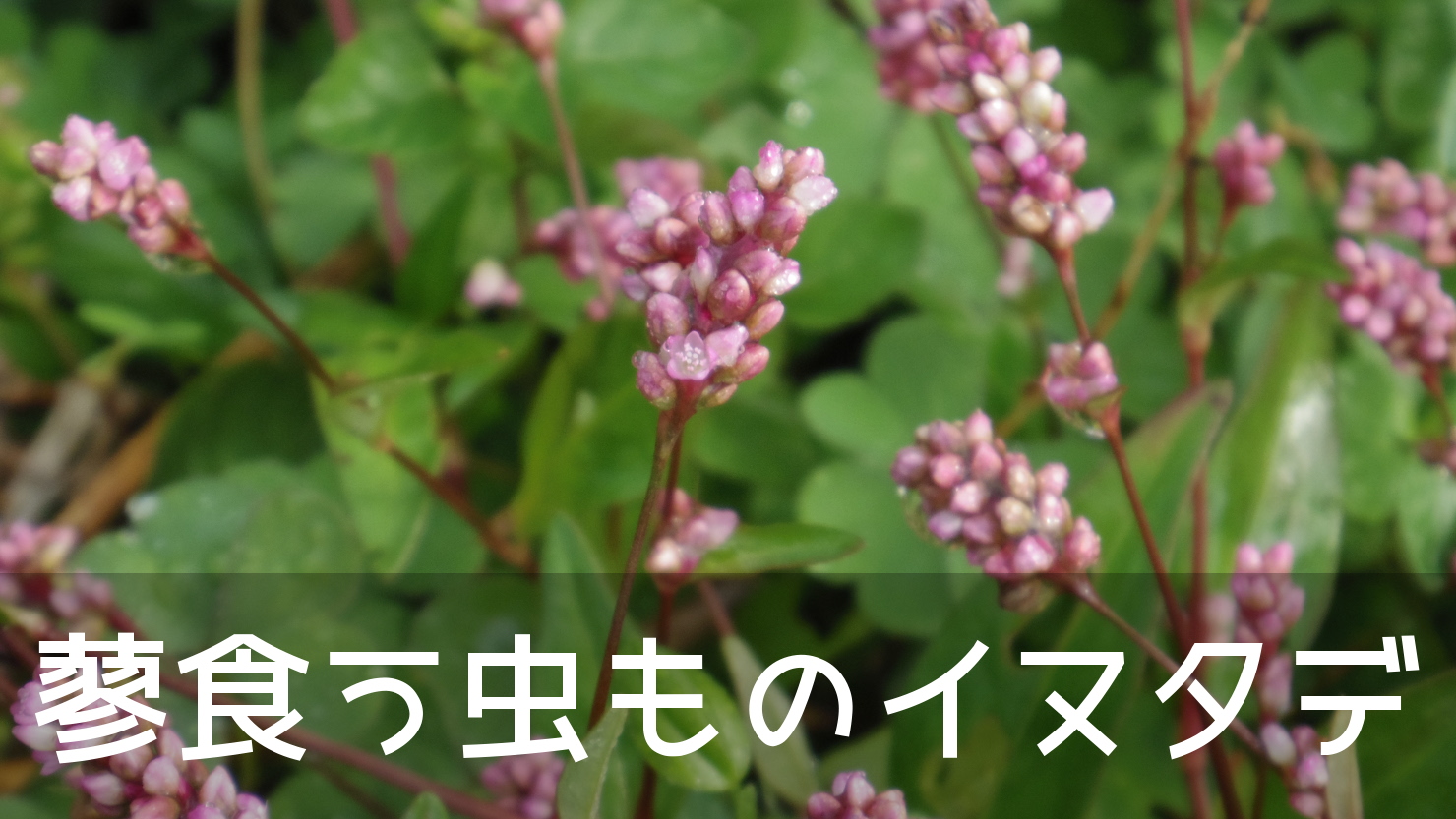 「蓼食(タデク)う虫も好き好き」の「タデ」はイヌタデじゃなかった