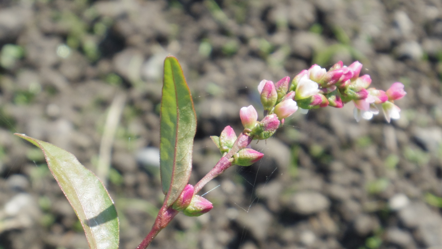 「蓼食(タデク)う虫も好き好き」の「タデ」はイヌタデじゃなかった | こころんグリーンのお花畑