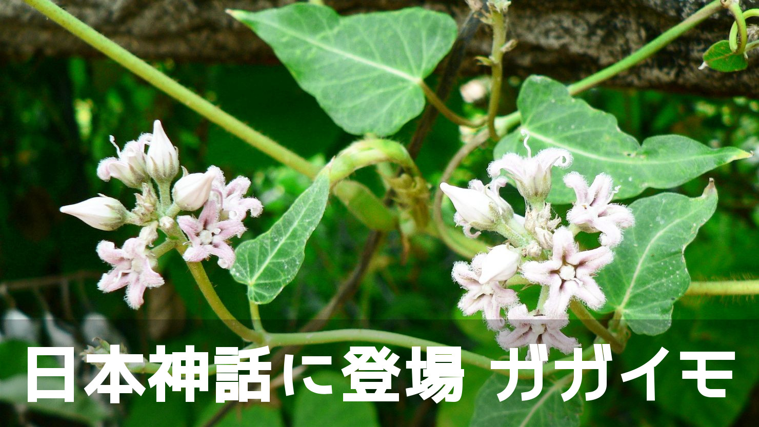 神話に実が登場するお花ですが、あんまり知られていない「ガガイモ」