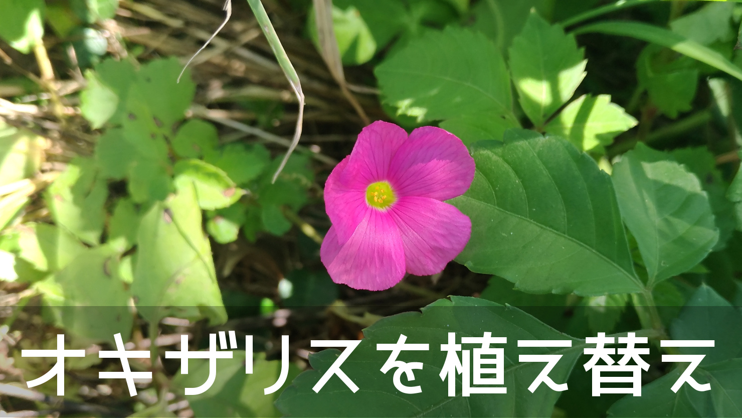 空き地に野生化していたピンクの「オキザリス」を植え替えました！！