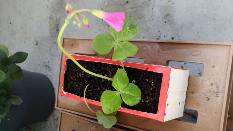 空き地に野生化していたピンクの オキザリス を植え替えました こころんグリーンのお花畑