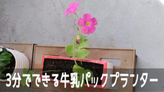 大きな花が咲くサボテンの脇芽を牛乳パックプランターに植え付けます こころんグリーンのお花畑