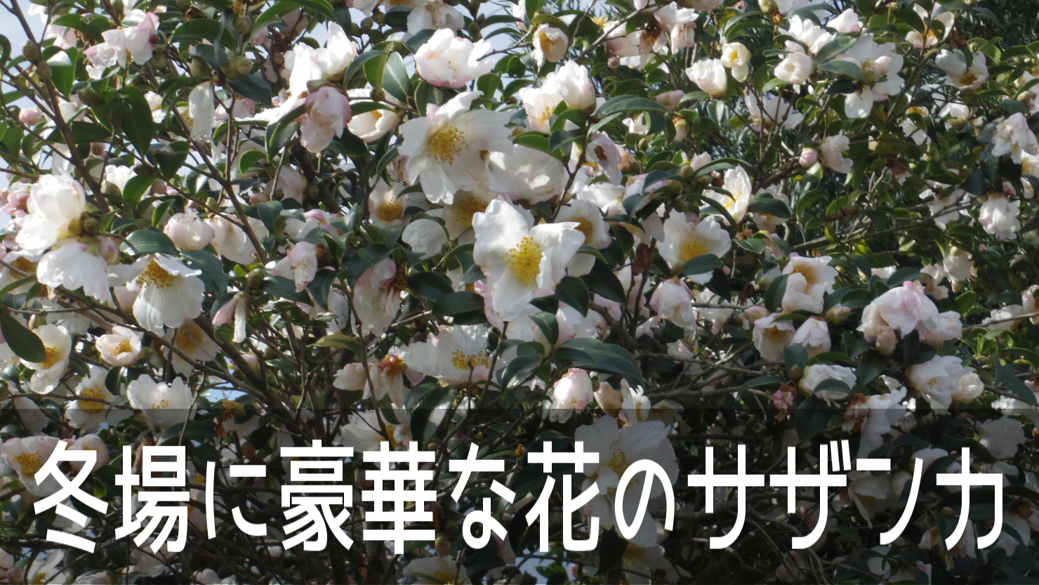 冬場のお花がない時季に豪華な花を咲かせる日本の固有種「サザンカ」