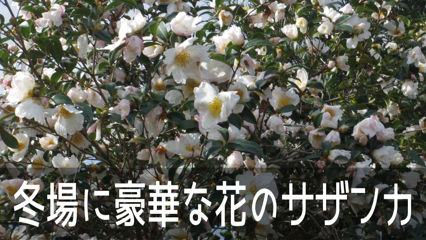 冬場のお花がない時季に豪華な花を咲かせる日本の固有種 サザンカ こころんグリーンのお花畑