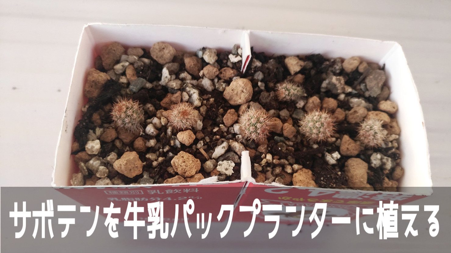 大きな花が咲くサボテンの脇芽を牛乳パックプランターに植え付けます こころんグリーンのお花畑