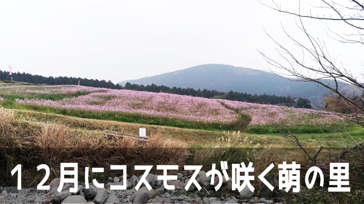 １２月になってもコスモスの花が咲き乱れる道の駅・俵山交流館萌の里