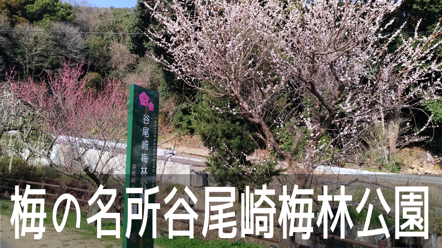 剣豪・宮本武蔵ゆかりの座禅石も見られる、梅の名所「谷尾崎梅林公園」