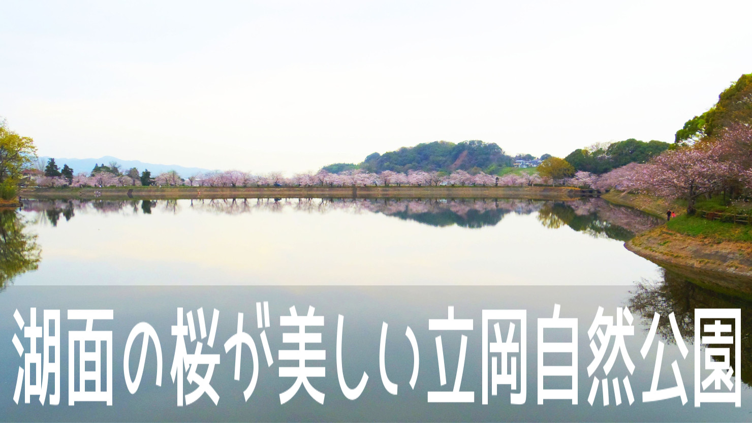 戦国武将の加藤清正が造った湖面に映る桜の絶景 立岡自然公園 こころんグリーンのお花畑