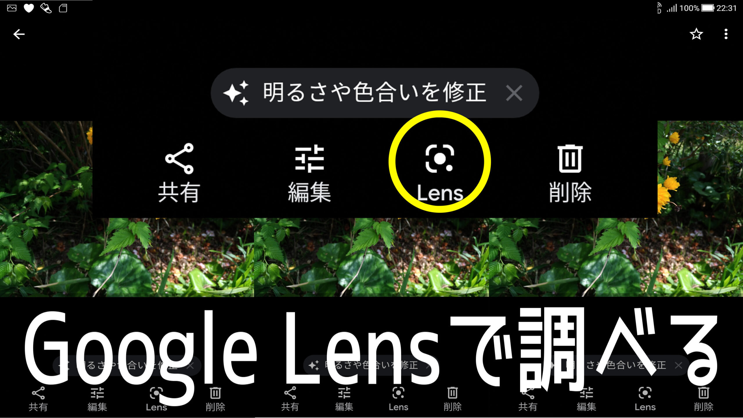 たった１秒で！！ Googl Lens (グーグルレンズ) を使ってあなたも植物博士！！