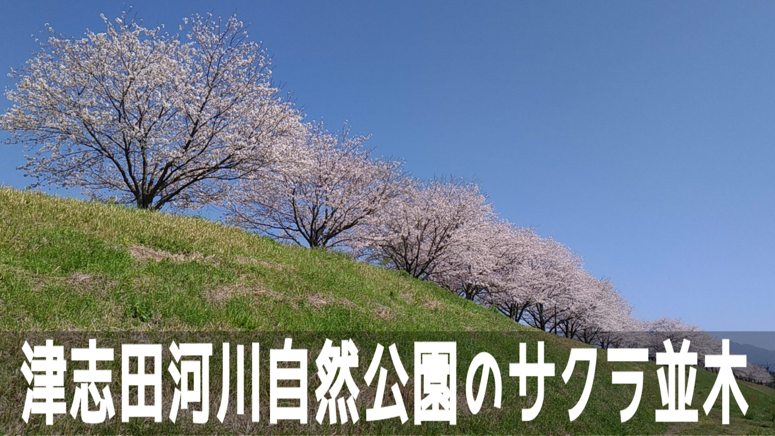 通称：乙女河原・上益城郡甲佐町の「津志田河川自然公園」の桜並木が凄くきれいです！！