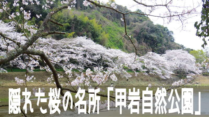 加藤清正が造った七曲池の堤に咲き誇る、隠れた桜の名所「甲岩自然公園」