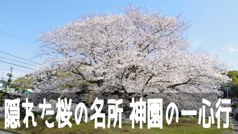 熊本市東区の隠れた桜の名所「神園の一心行」と呼ばれる「夫婦桜」