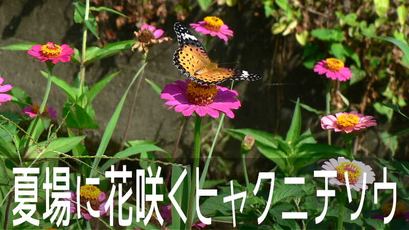 百日草の名の通り夏場でも元気に咲き続ける、ヒャクニチソウのお花畑