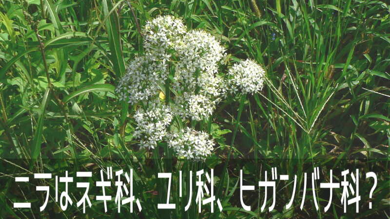 ちっちゃな白い花を咲かせる、ニラはネギ科、ユリ科、ヒガンバナ科のどれ