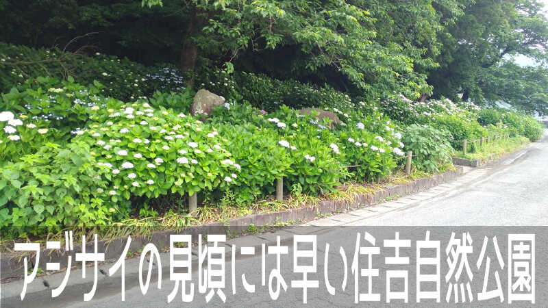 そろそろアジサイのお花が見頃だと思い、「住吉自然公園」に行く